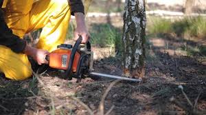 Best Organic Lawn Care Solutions  in Hayden, ID