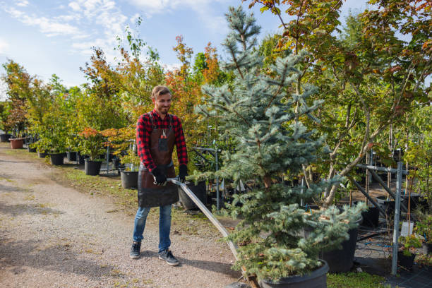How Our Tree Care Process Works  in  Hayden, ID